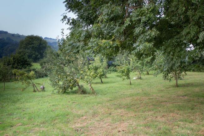 Orchard-12.jpg