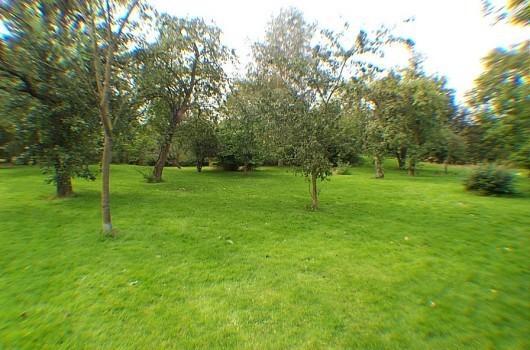 Orchard
