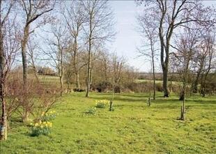 Orchard