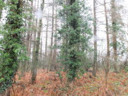 Ballinrea, C2072 Tedstone Wafre To Malvern Hills Boundary, Bromyard HR7 4PZ
