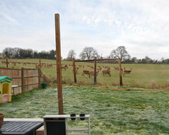 Deer Photo 3