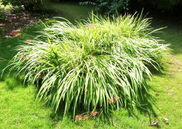 Plant