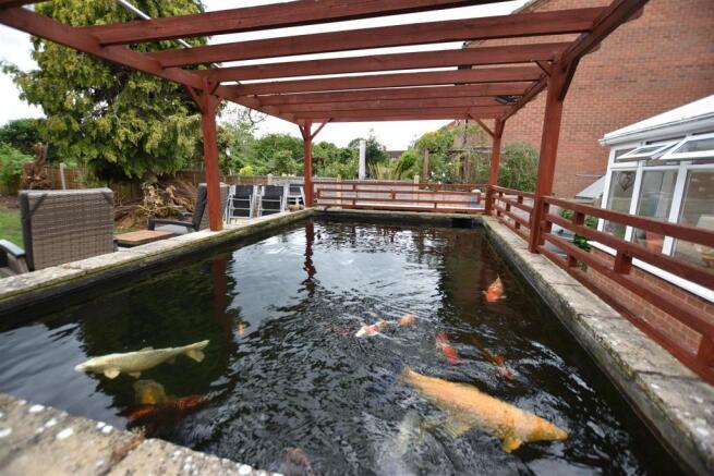 KOI CARP POND