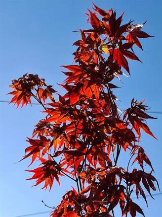 Acer 1.jpg
