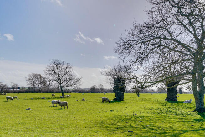 Field View