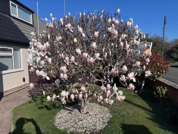 Magnolia Tree Front Garden