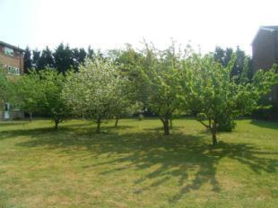 Communal Gardens