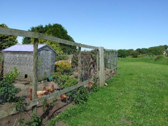 Chicken Run
