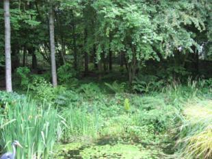 Wildlife Garden 4