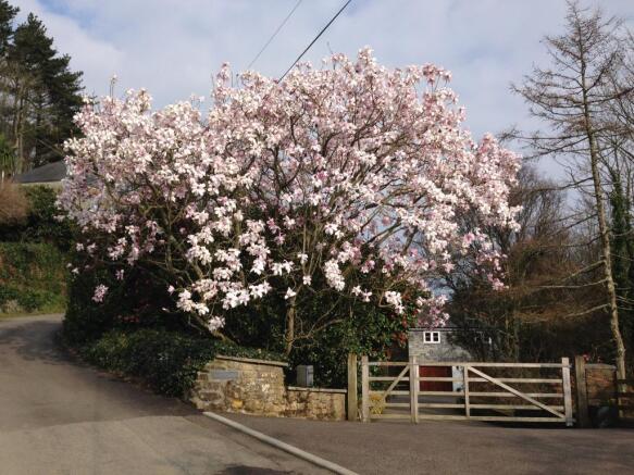 Magnificent Magnolia