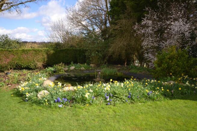 Pond
