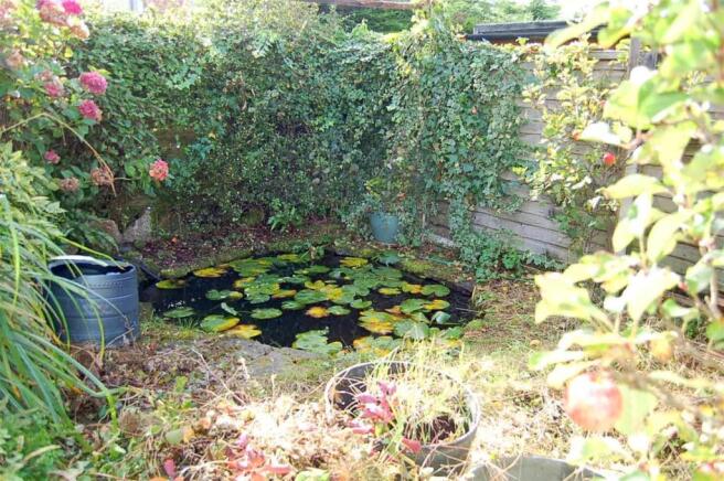 Pond