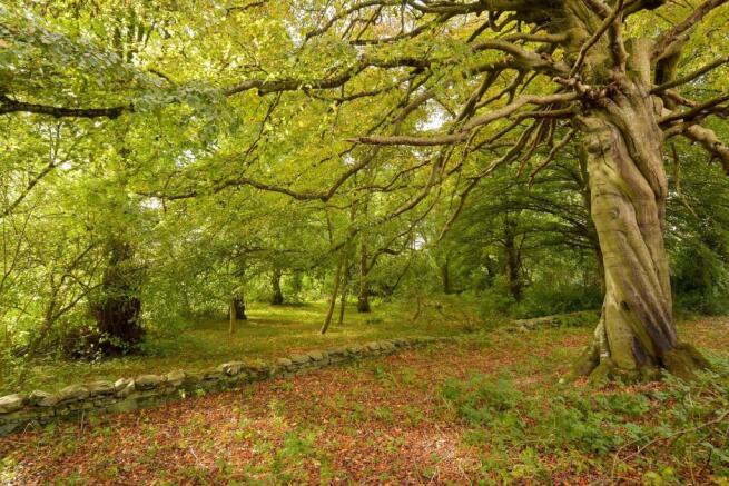 Woodland