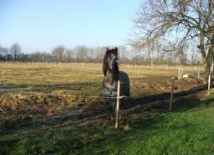 Paddocks