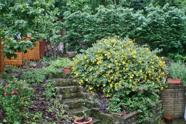 Back Garden