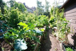 Vegetable Garden