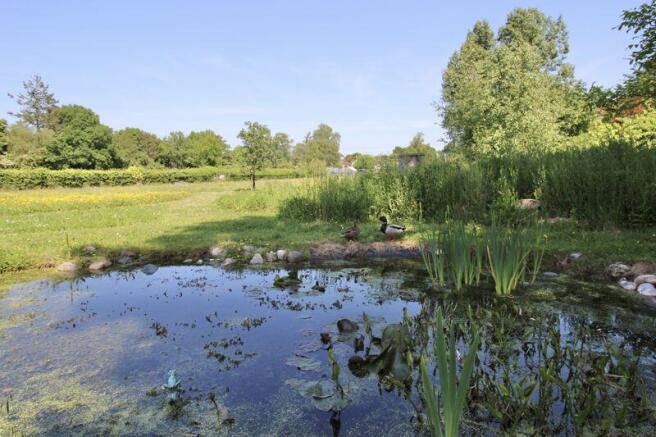 Duck Pond