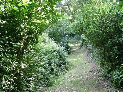 Woodland