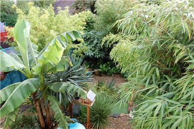 Exotic Garden
