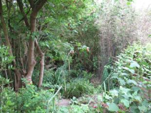 Rear Garden 2