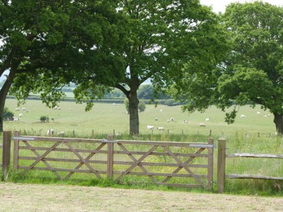 Sheep Views