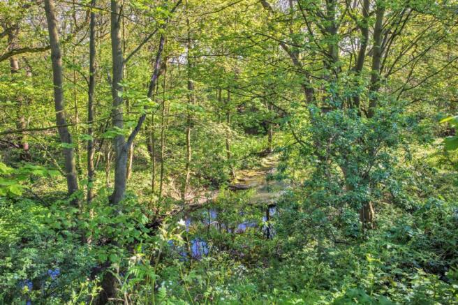 IMG_8945view of nearby woods.jpg