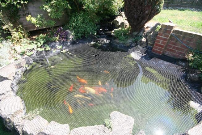 Pond.JPG
