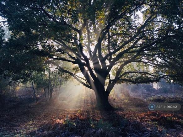 Woods, Skipwith Common