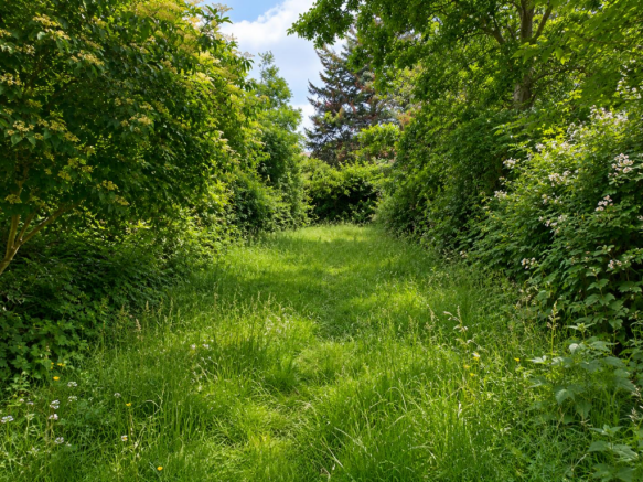 Garden New.png