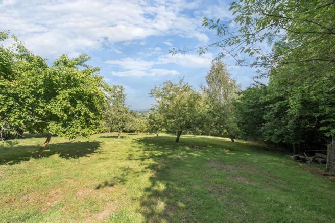 Orchard