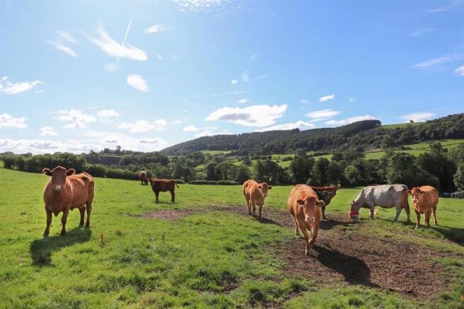 Cows.jpg