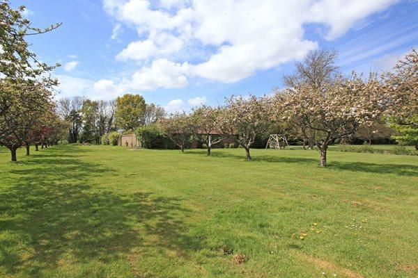 Orchard
