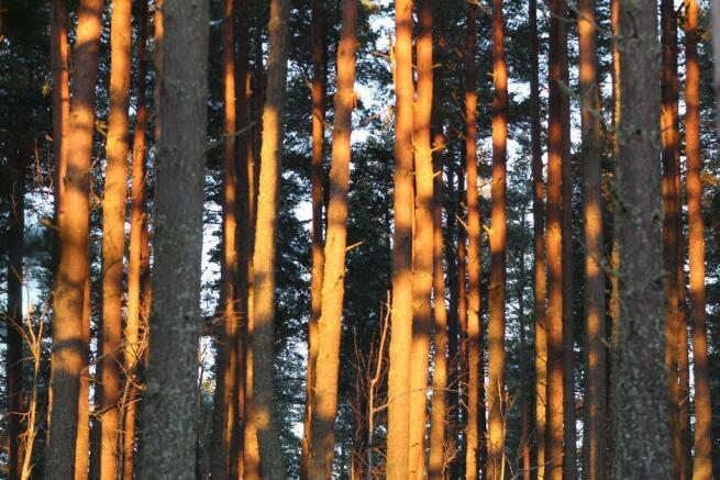 Beautiful trees in woods by property