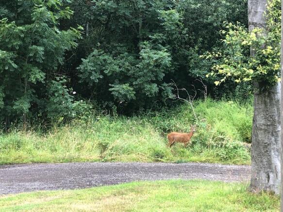 deer shot.jpg