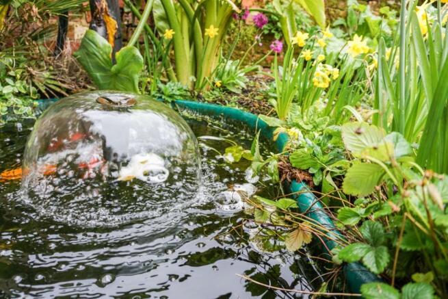 Pond