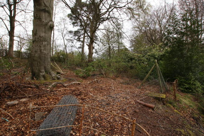 Woodland