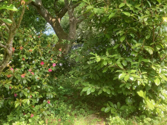 garden 7