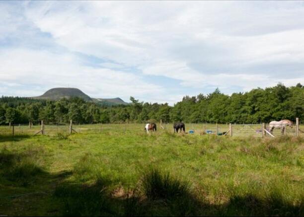 Field and Horses