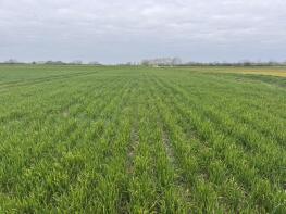 The Shamba, Short Causeway, Ely CB6 2DG