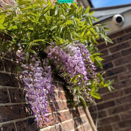 CCTV & mature wisteria