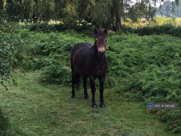 Pony, Skipwith Common