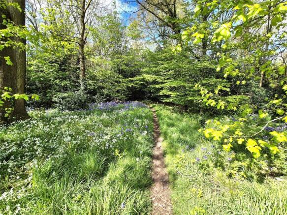 Woodland Views