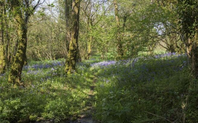 Woodland