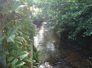 Stream