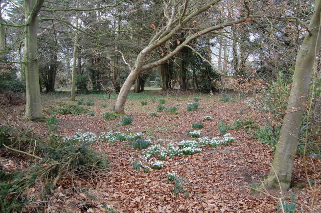 snowdrops