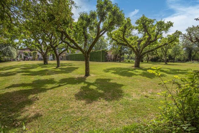 Orchard 