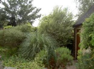 Garden Photo 3