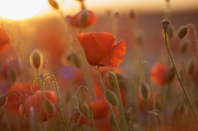 Poppy Fields 