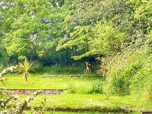 Deer In Garden
