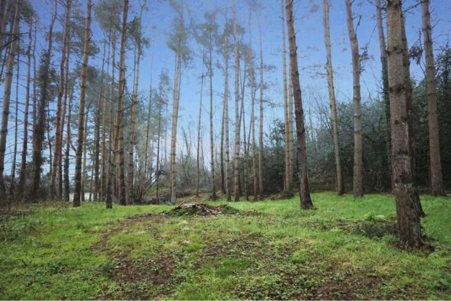 Woodland
